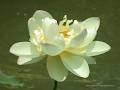 Blossoming Lotus Yoga image 3