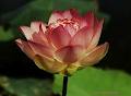 Blossoming Lotus Yoga logo
