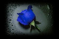 Blue Rose Massage logo