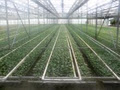 Vandermeer Greenhouses, Ltd. image 2