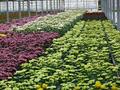 Vandermeer Greenhouses, Ltd. image 3